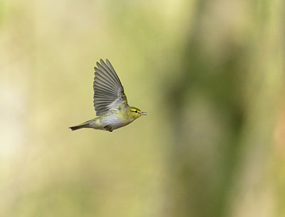 BUITEN BEELD Foto: 377868