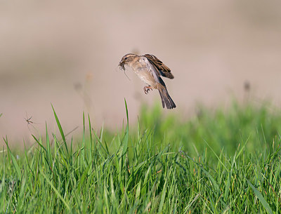 BUITEN BEELD Foto: 377887