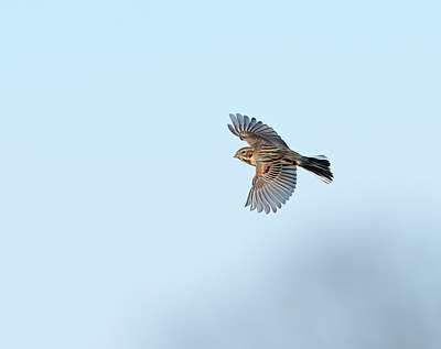 BUITEN BEELD Foto: 377890
