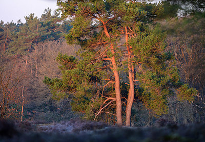 BUITEN BEELD Foto: 377903