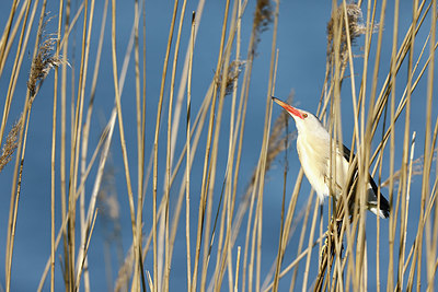 BUITEN BEELD Foto: 377909