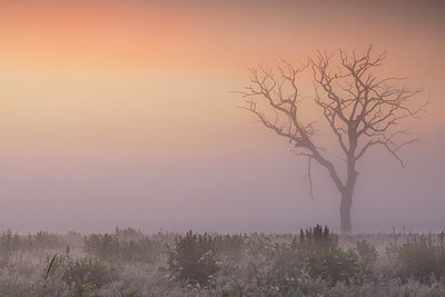 BUITEN BEELD Foto: 377914