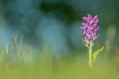 BUITEN BEELD Foto: 378017