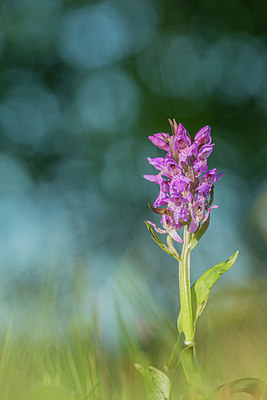 BUITEN BEELD Foto: 378018