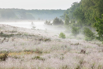 BUITEN BEELD Foto: 378087