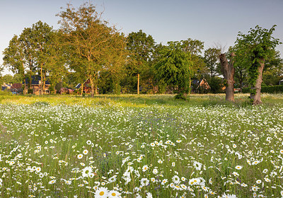 BUITEN BEELD Foto: 378094