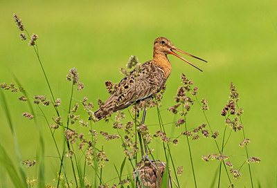 BUITEN BEELD Foto: 378096