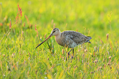 BUITEN BEELD Foto: 378165