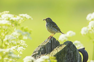 BUITEN BEELD Foto: 378167