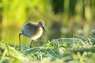 BUITEN BEELD Foto: 378241