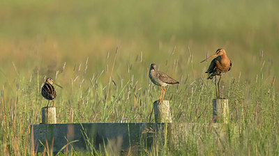 BUITEN BEELD Foto: 378345