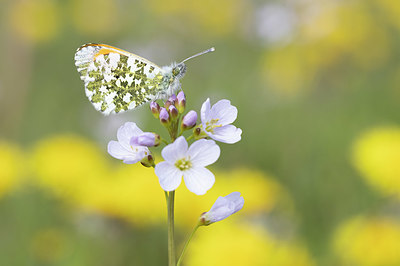 BUITEN BEELD Foto: 378557