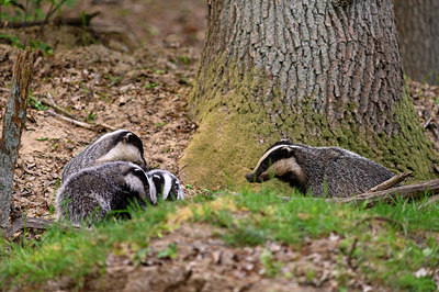 BUITEN BEELD Foto: 378609