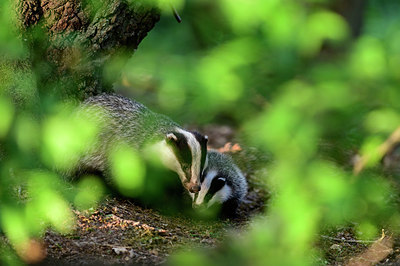 BUITEN BEELD Foto: 378615