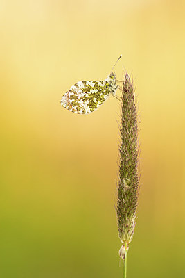 BUITEN BEELD Foto: 378653