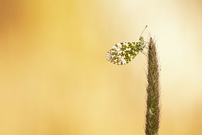 BUITEN BEELD Foto: 378654