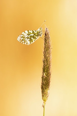 BUITEN BEELD Foto: 378655