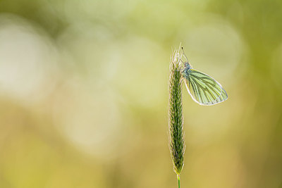 BUITEN BEELD Foto: 378657