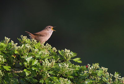 BUITEN BEELD Foto: 37024