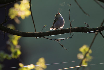 BUITEN BEELD Foto: 37039