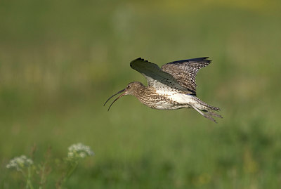 BUITEN BEELD Foto: 37049