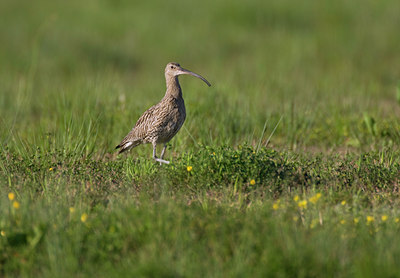 BUITEN BEELD Foto: 37050