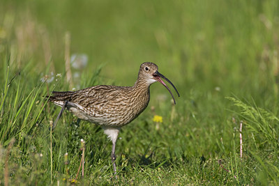 BUITEN BEELD Foto: 37054