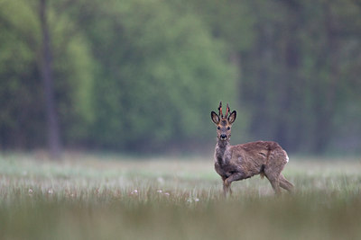 BUITEN BEELD Foto: 37060