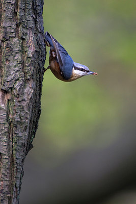 BUITEN BEELD Foto: 37063