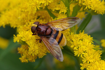 BUITEN BEELD Foto: 37070