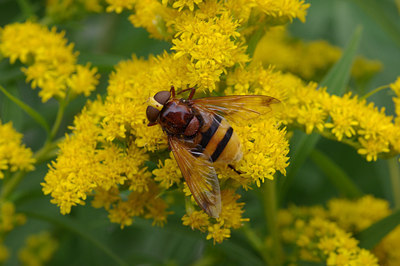 BUITEN BEELD Foto: 37071