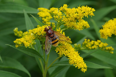 BUITEN BEELD Foto: 37072