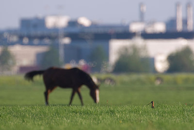 BUITEN BEELD Foto: 37085