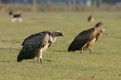 BUITEN BEELD Foto: 37097