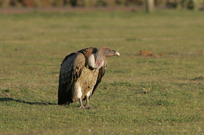 BUITEN BEELD Foto: 37098