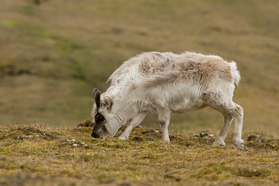 BUITEN BEELD Foto: 37133