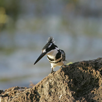 BUITEN BEELD Foto: 37134