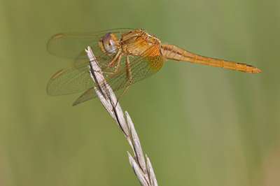 BUITEN BEELD Foto: 37188