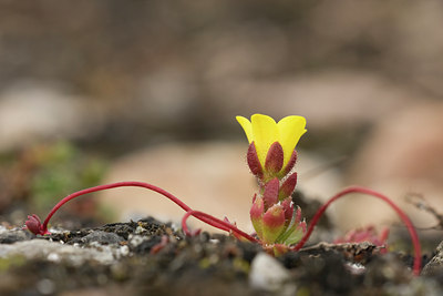 BUITEN BEELD Foto: 37189