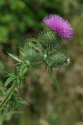 BUITEN BEELD Foto: 37227