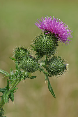 BUITEN BEELD Foto: 37230