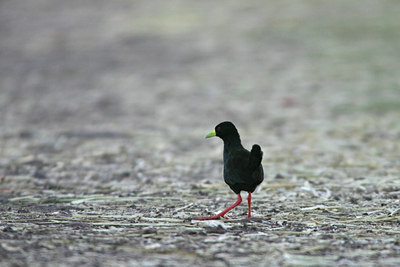 BUITEN BEELD Foto: 37237