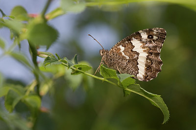 BUITEN BEELD Foto: 37316