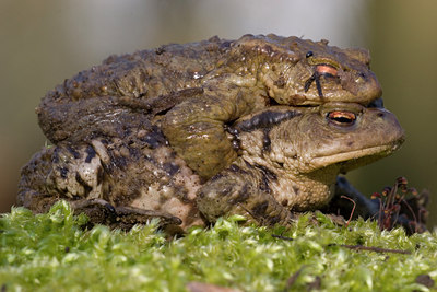BUITEN BEELD Foto: 37328