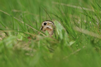 BUITEN BEELD Foto: 37340