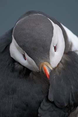 BUITEN BEELD Foto: 37342