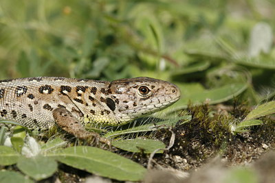 BUITEN BEELD Foto: 37345