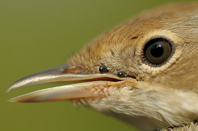 BUITEN BEELD Foto: 37362