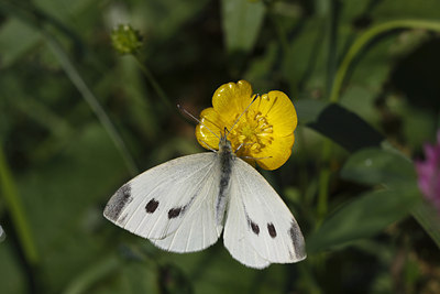 BUITEN BEELD Foto: 37378