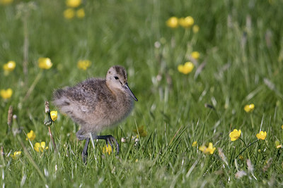 BUITEN BEELD Foto: 37408